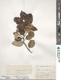 Olearia paniculata image