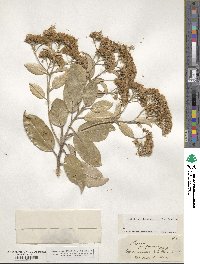 Olearia furfuracea image