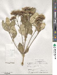 Olearia furfuracea image