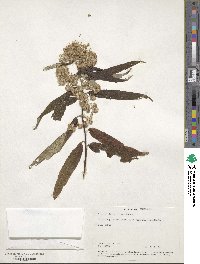 Olearia lirata image