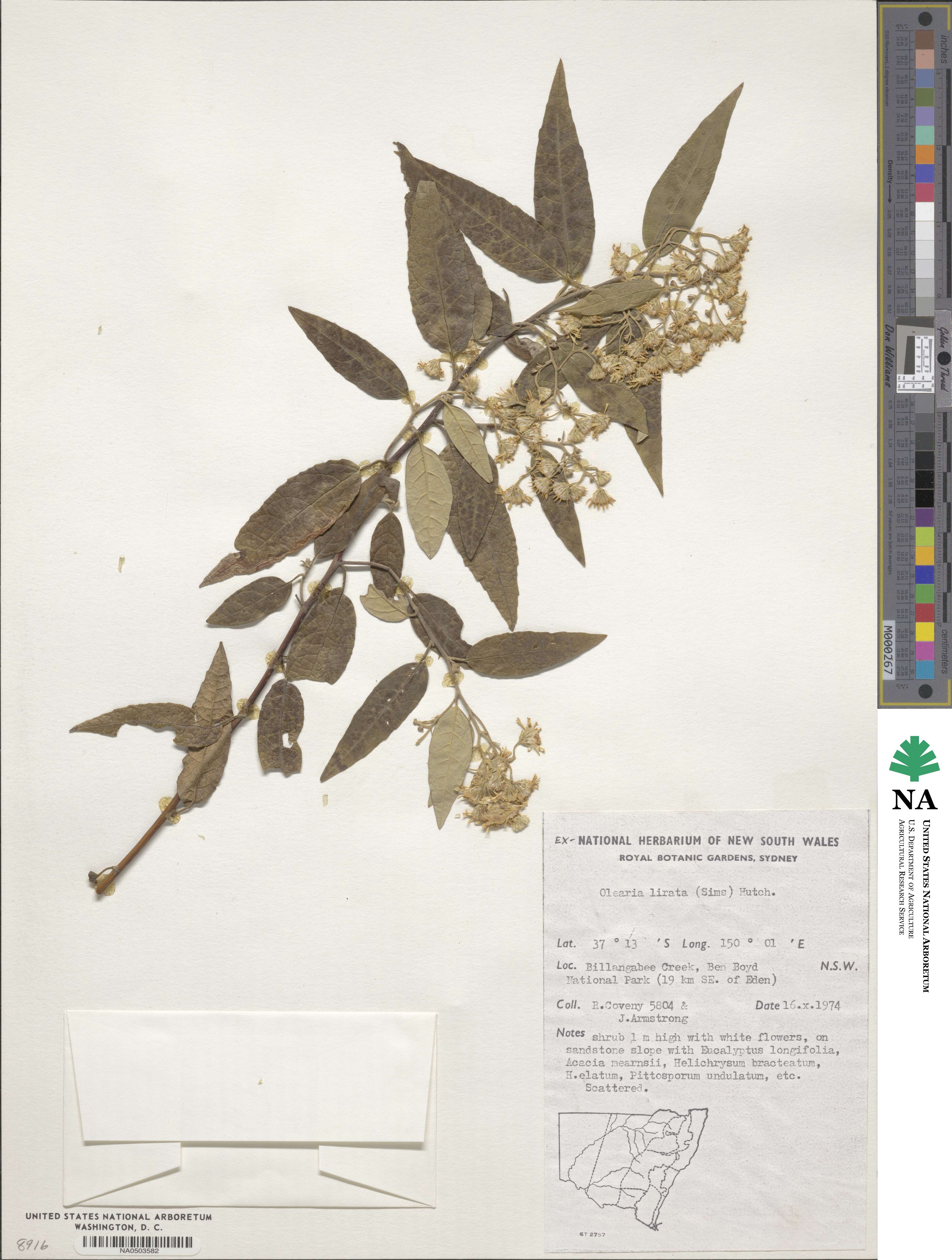 Olearia lirata image