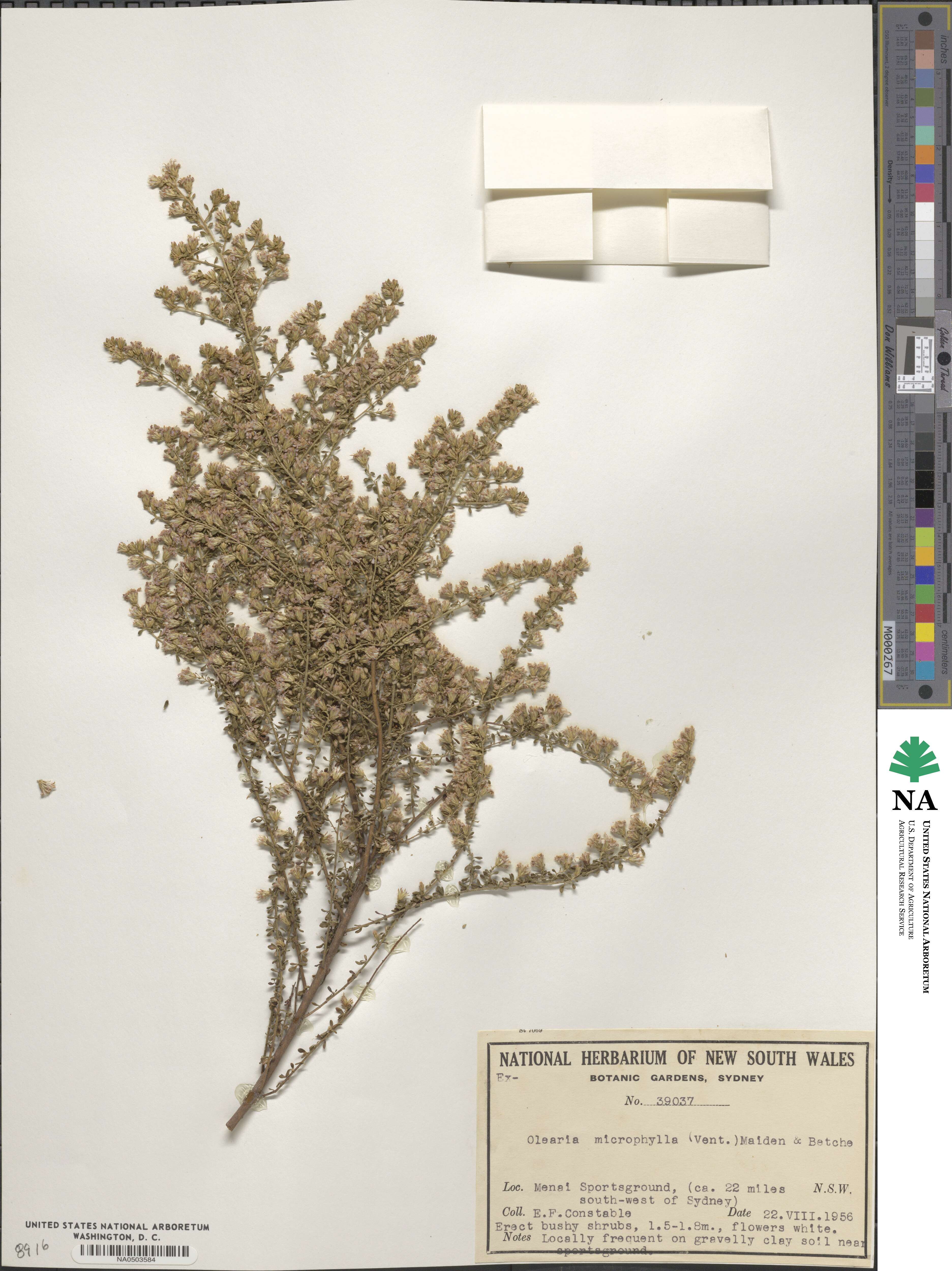 Olearia microphylla image