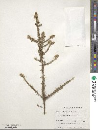 Olearia ramulosa image