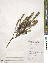 Olearia ramulosa image