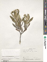 Olearia viscosa image