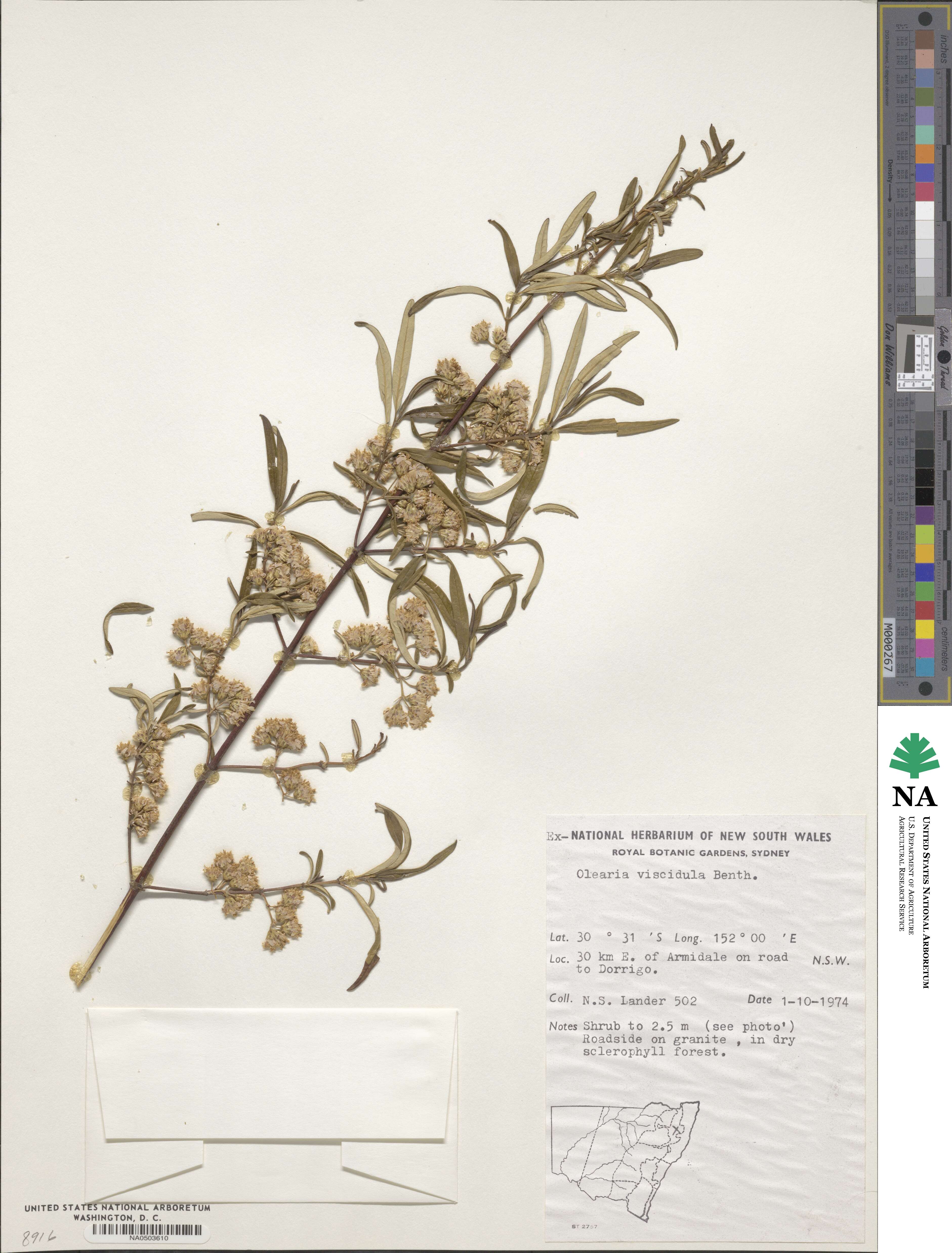 Olearia viscidula image