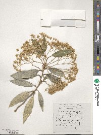 Olearia cheesemanii image