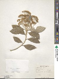 Olearia argophylla image