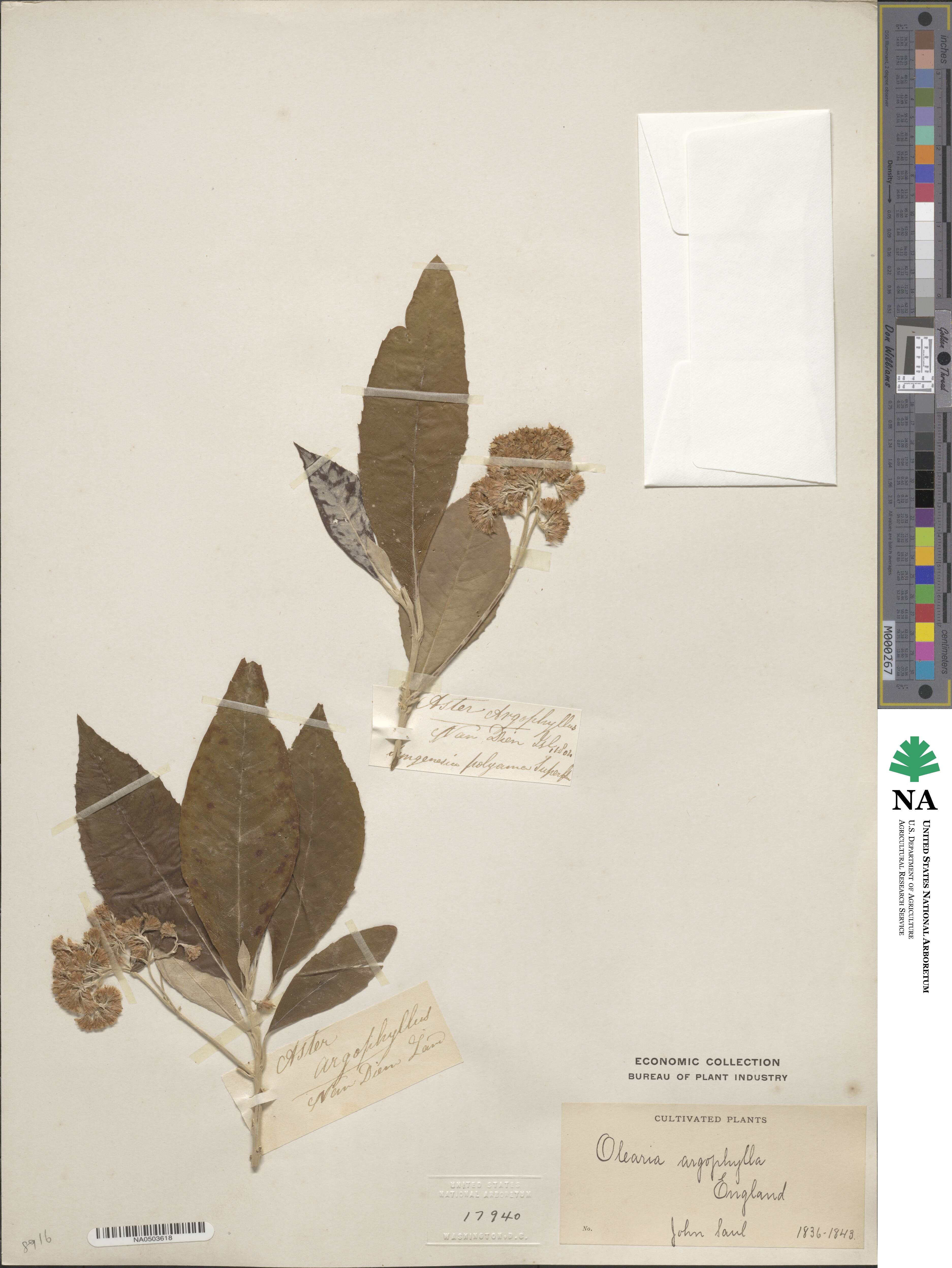 Olearia argophylla image