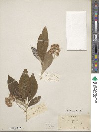 Olearia argophylla image