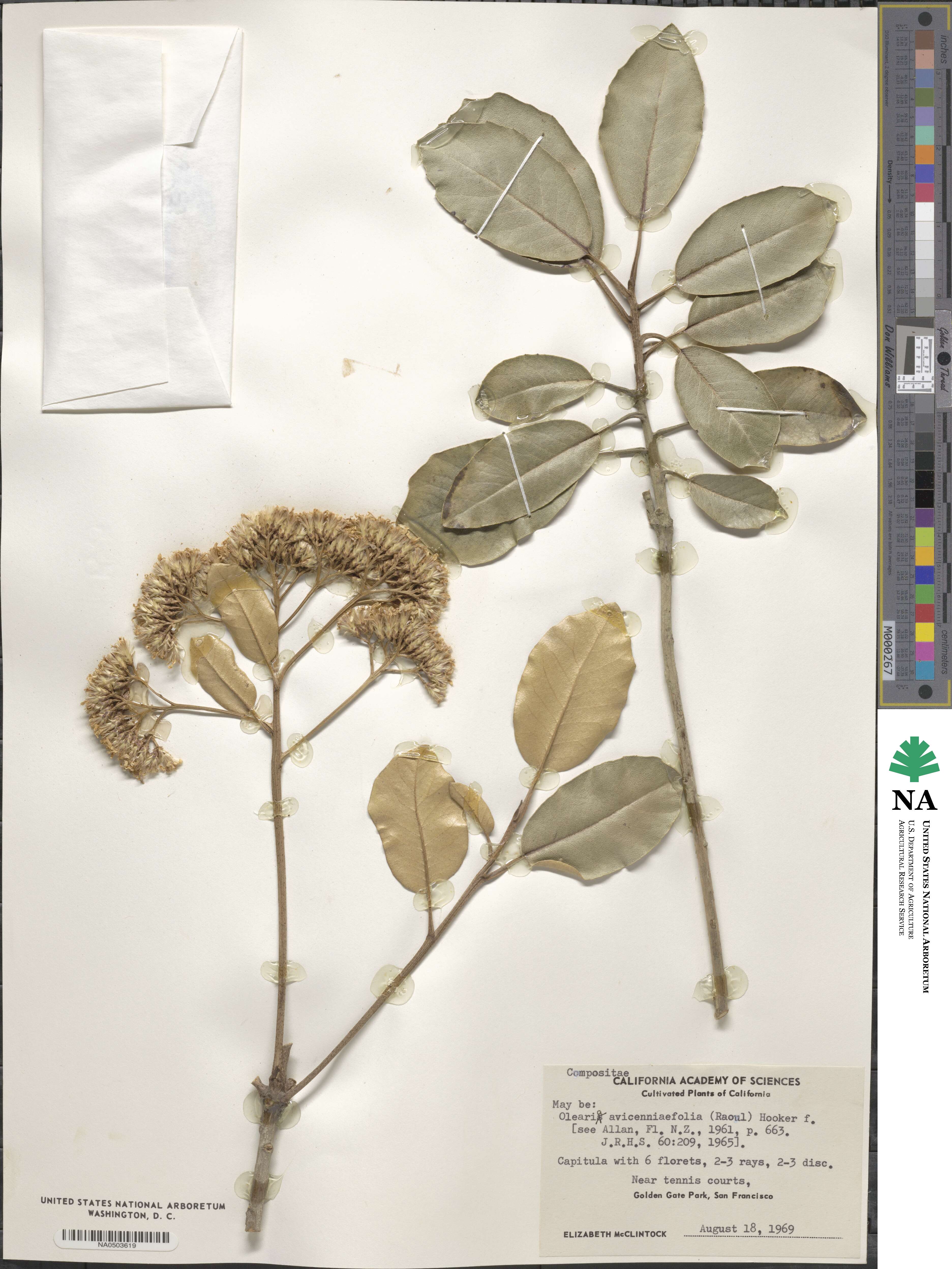 Olearia avicenniaefolia image