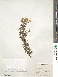 Olearia erubescens image