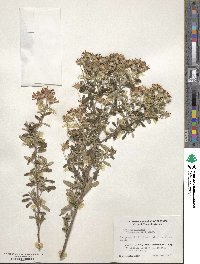 Olearia phlogopappa subsp. gunniana image