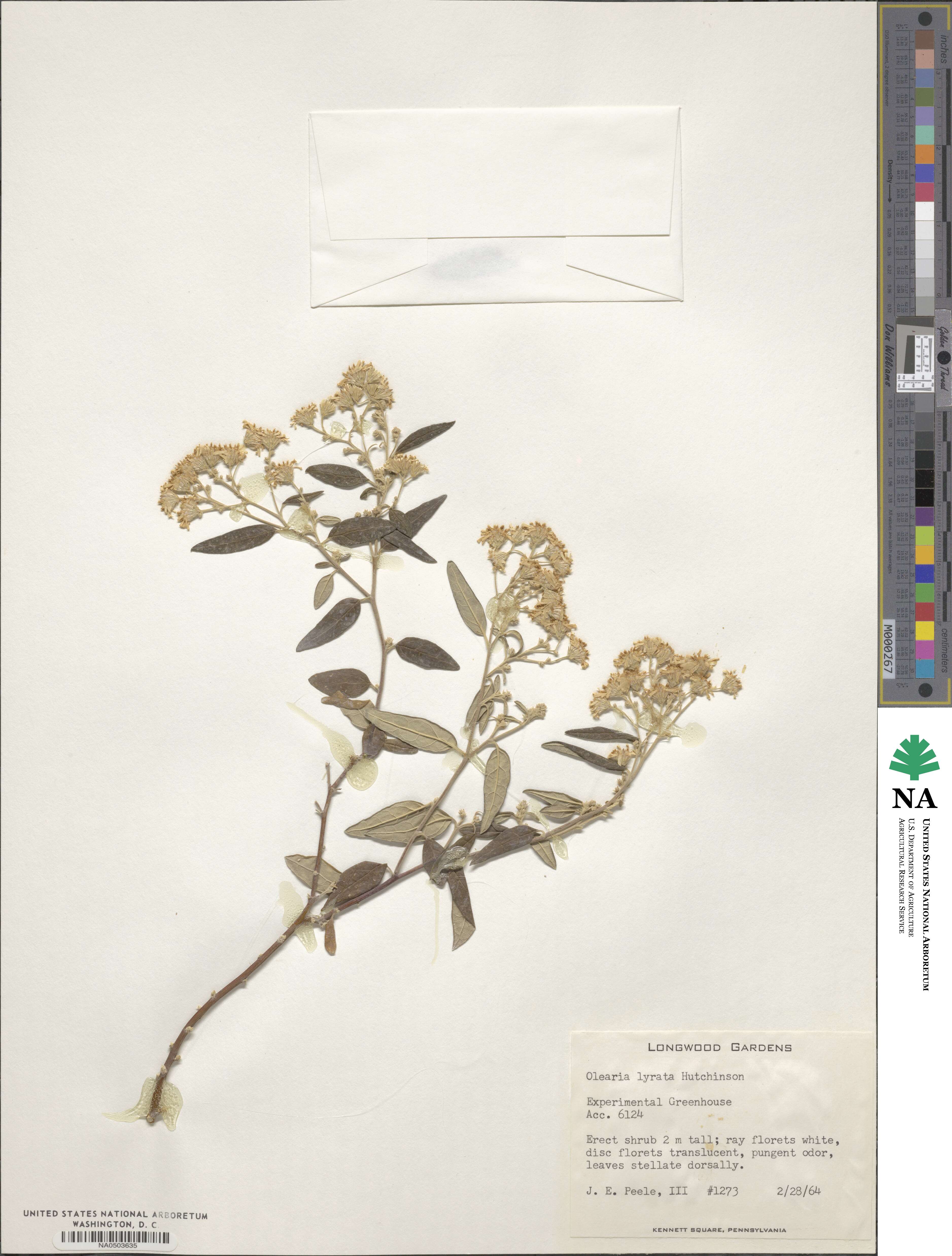 Olearia lyrata image