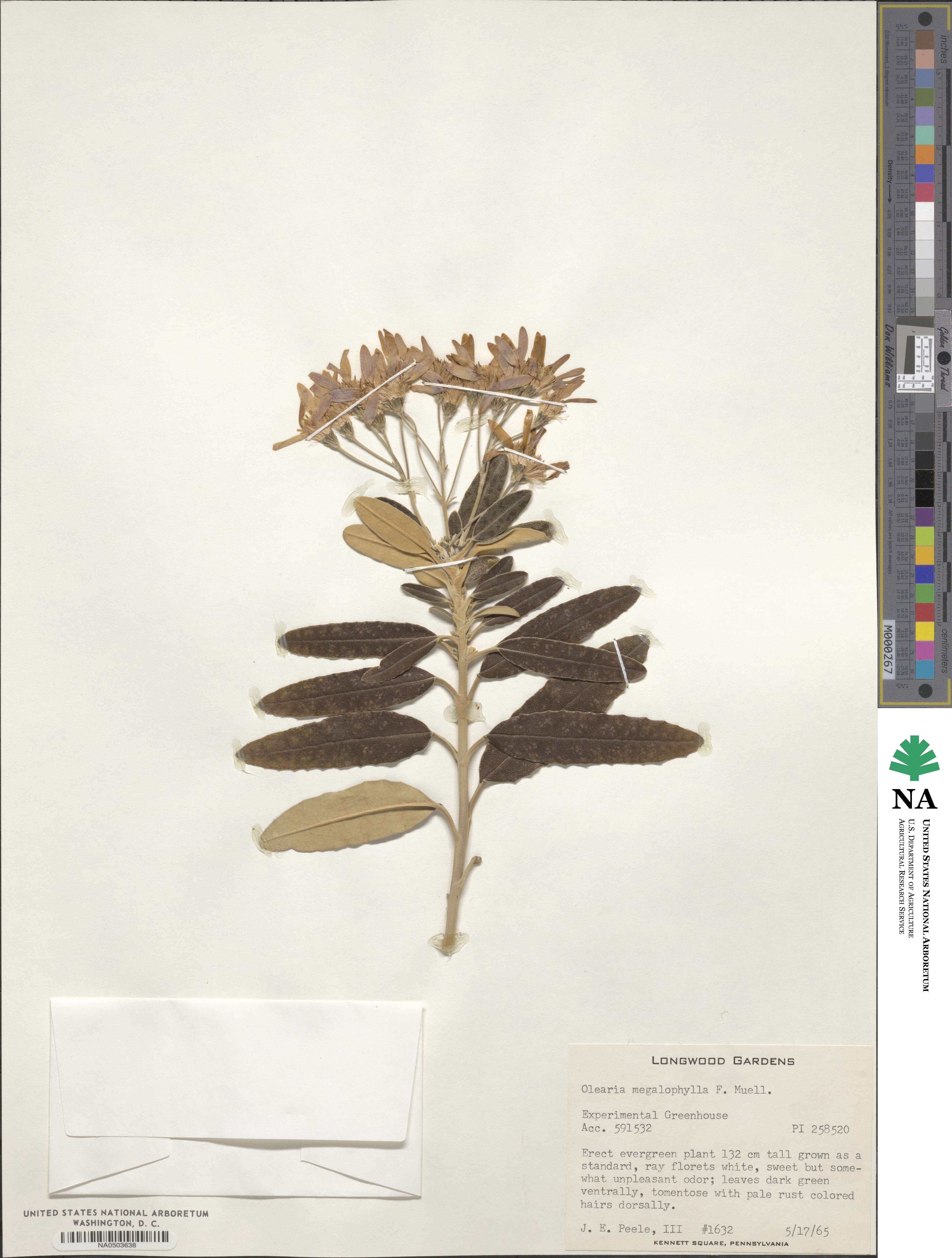 Olearia megalophylla image