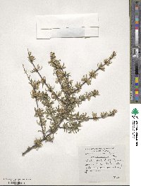 Olearia odorata image