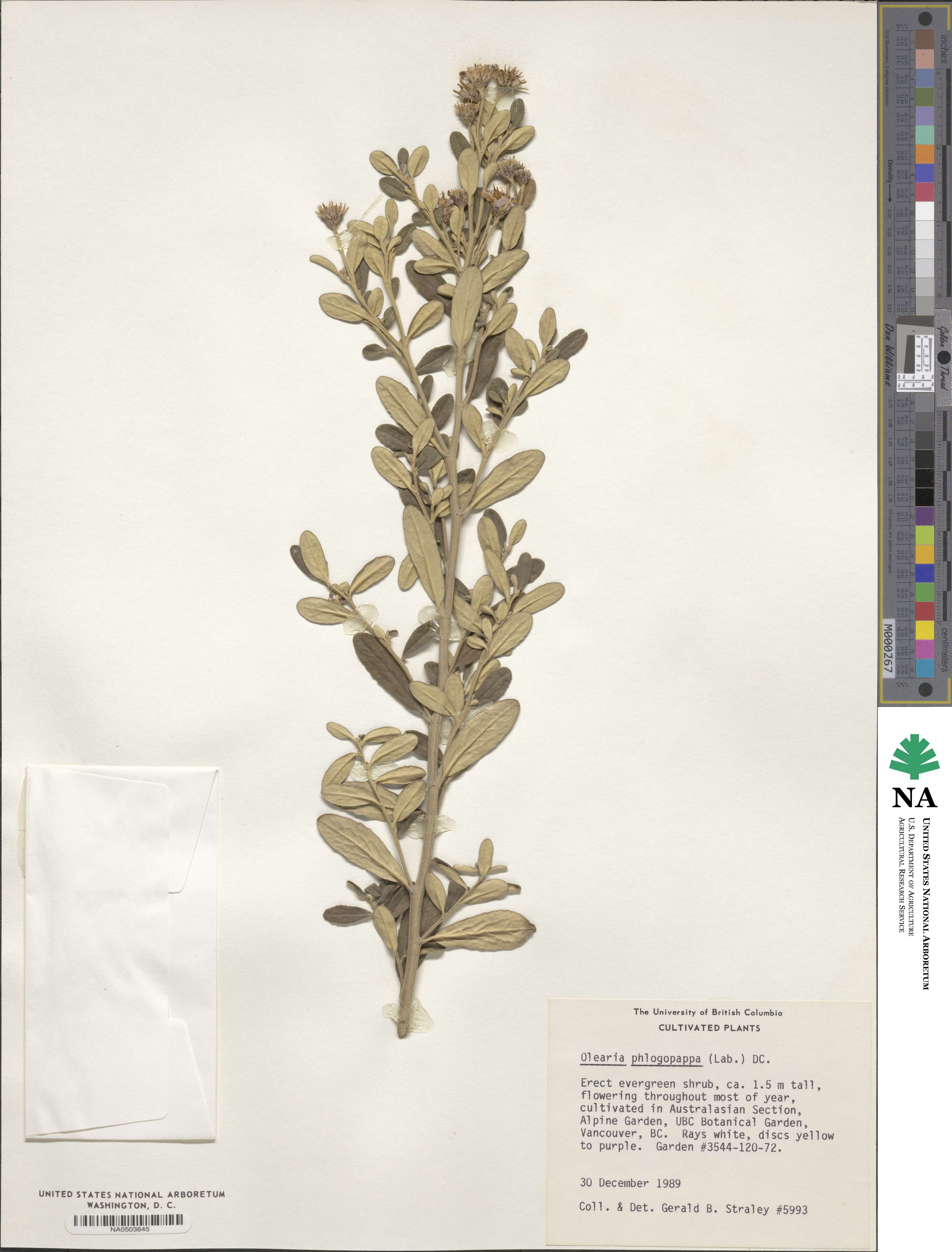 Olearia phlogopappa image