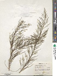 Olearia teretifolia image