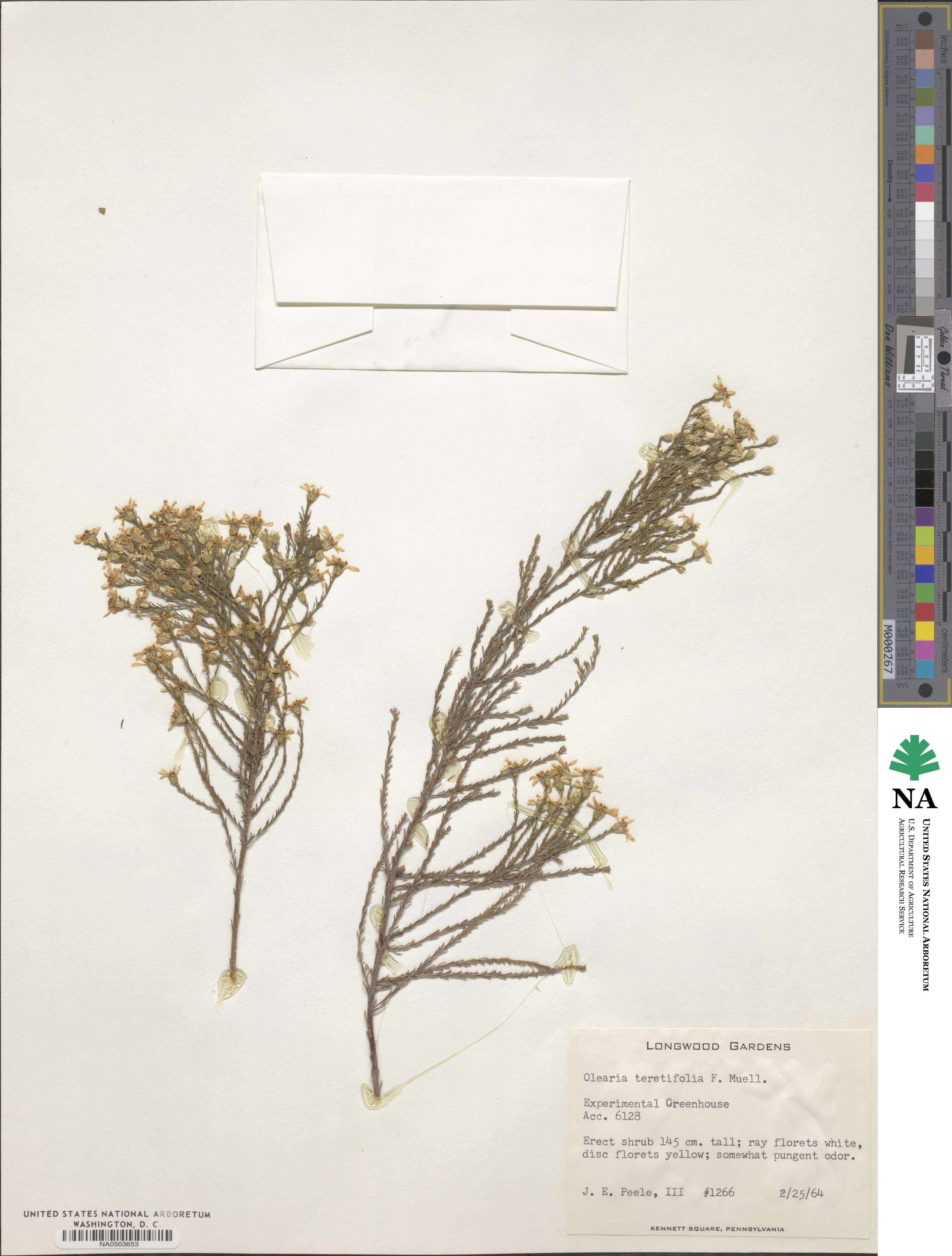 Olearia teretifolia image