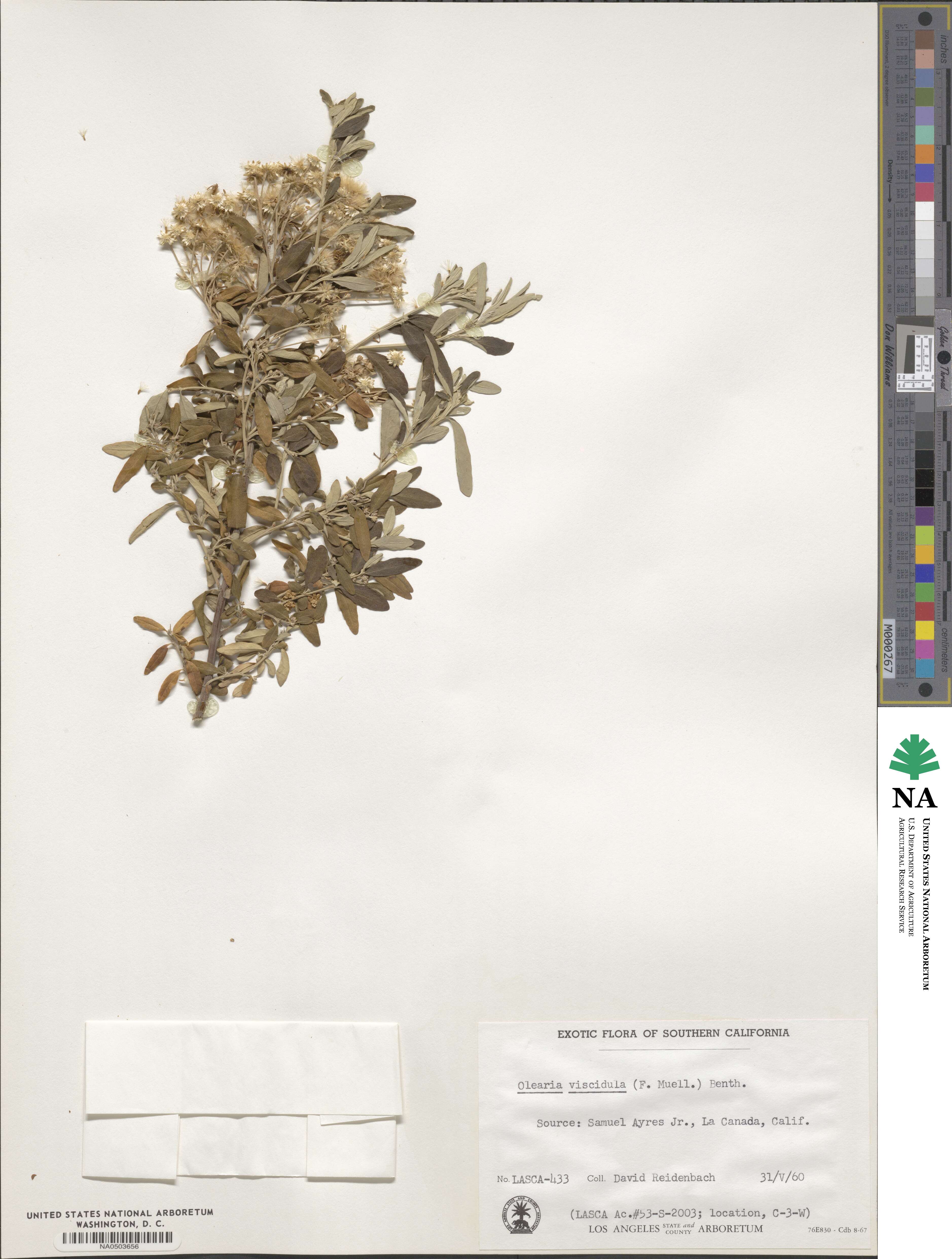 Olearia viscidula image