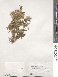 Olearia viscidula image