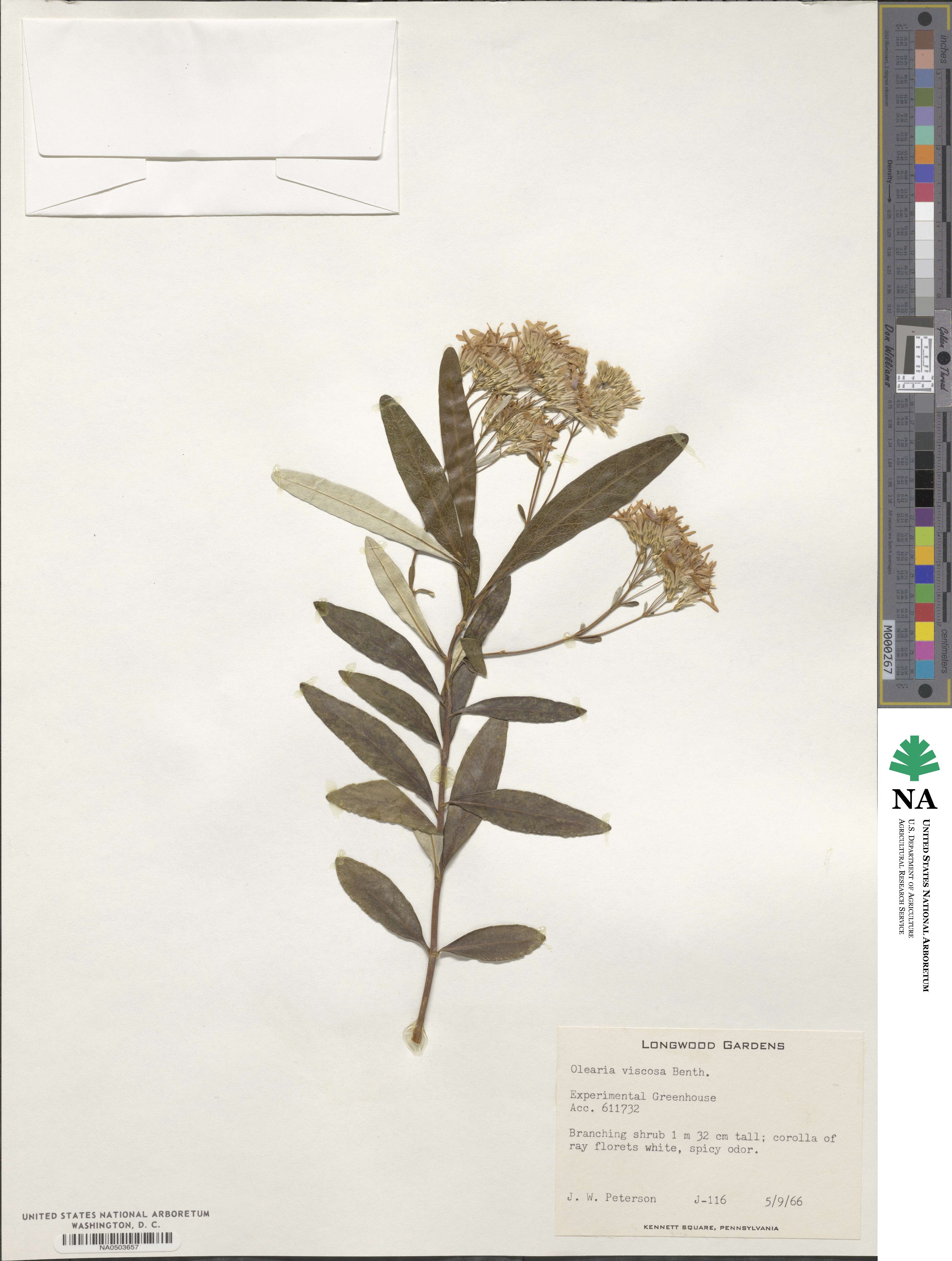 Olearia viscosa image