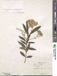 Olearia viscosa image