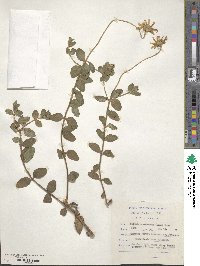 Felicia amelloides image