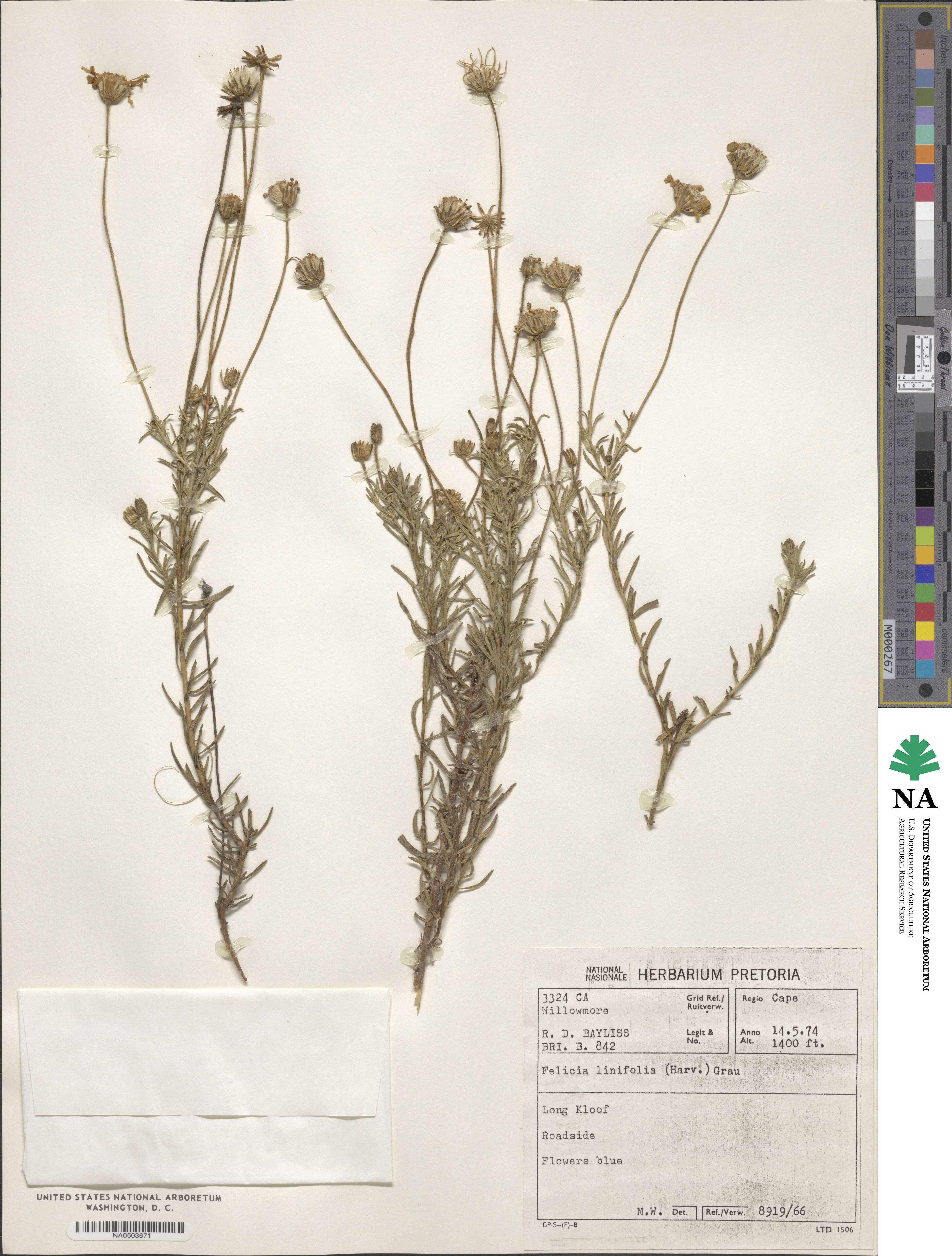 Felicia linifolia image