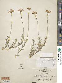 Felicia aethiopica image