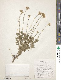 Felicia aethiopica image