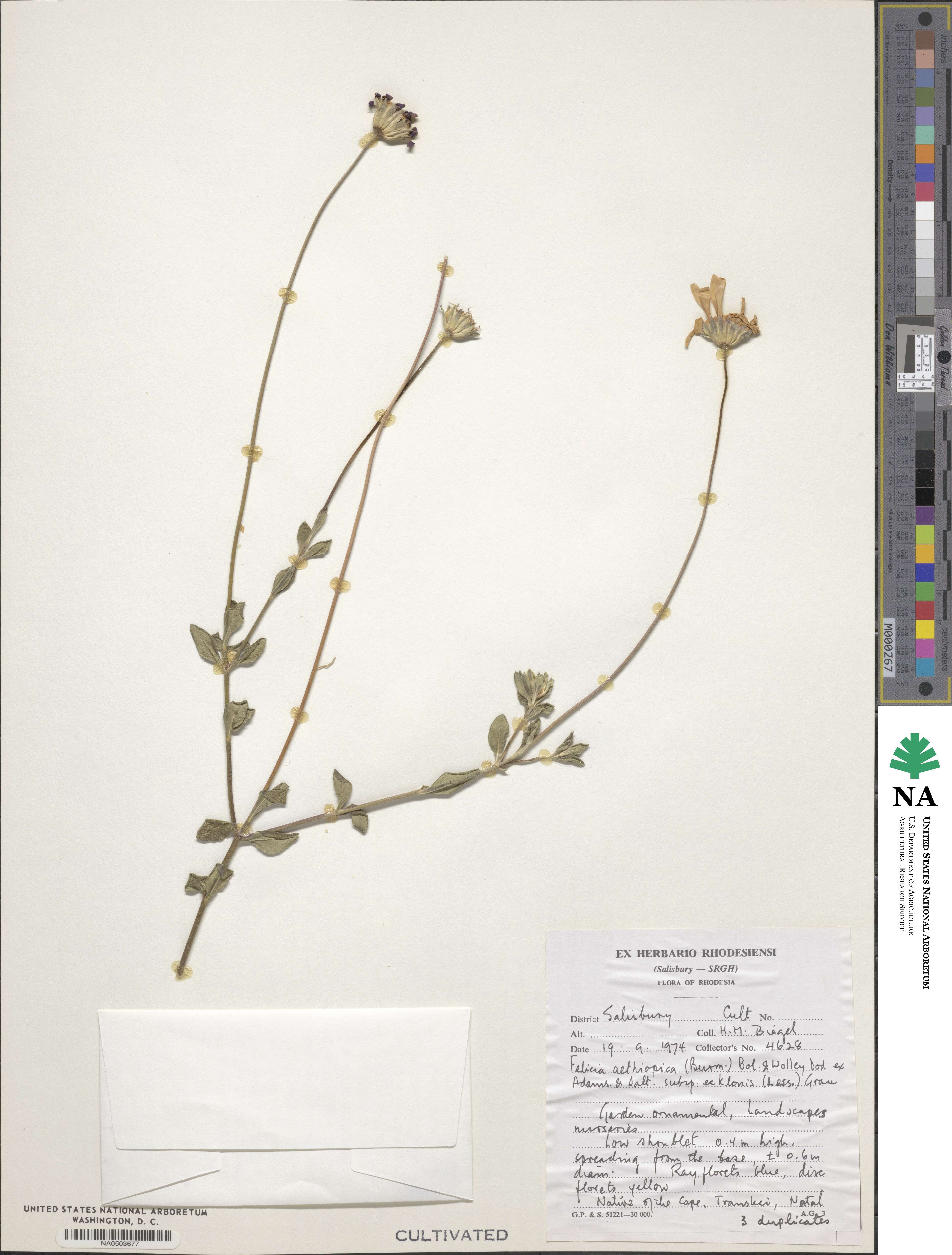 Felicia aethiopica subsp. ecklonis image