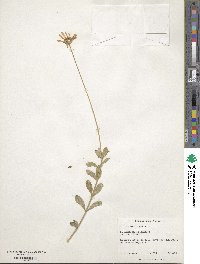 Felicia amelloides image