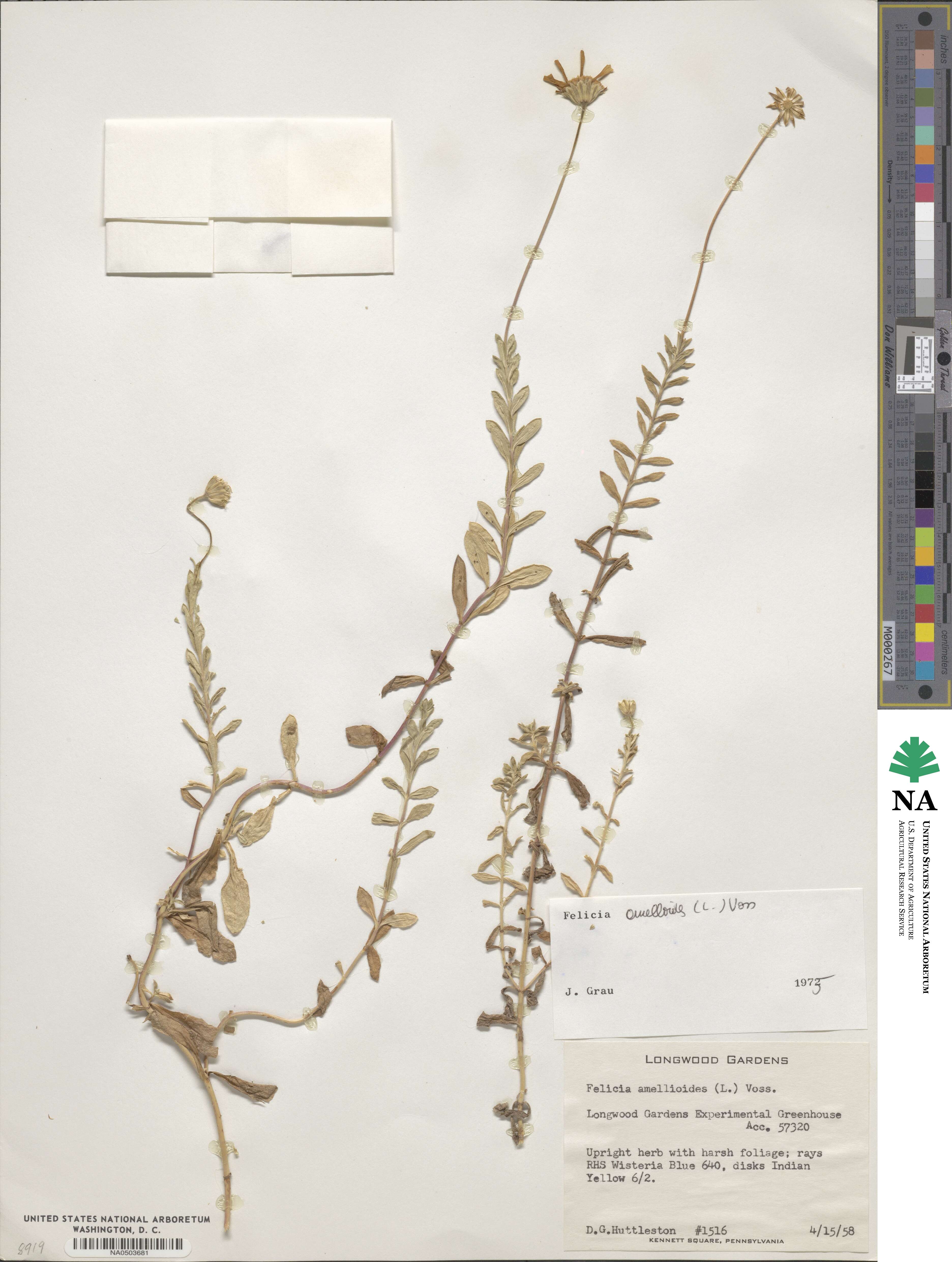 Felicia amelloides image