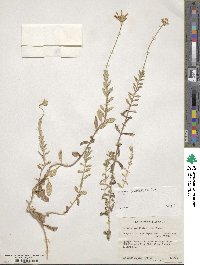 Felicia amelloides image