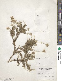 Felicia amelloides image