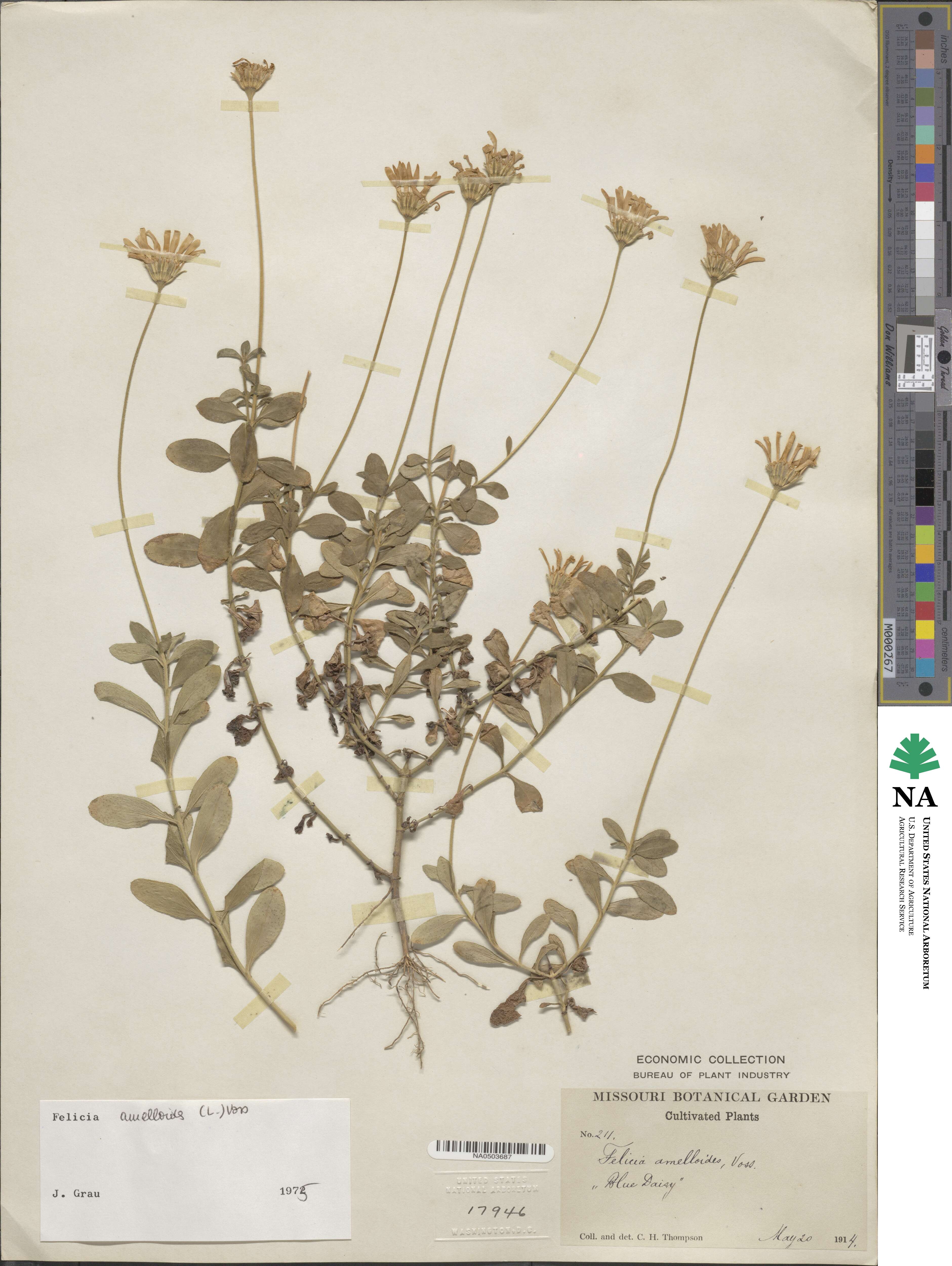 Felicia amelloides image