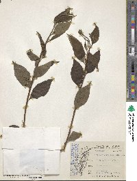 Microglossa pyrifolia image