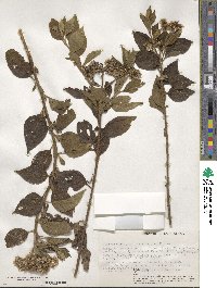 Microglossa pyrifolia image