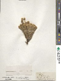 Image of Haastia pulvinaris