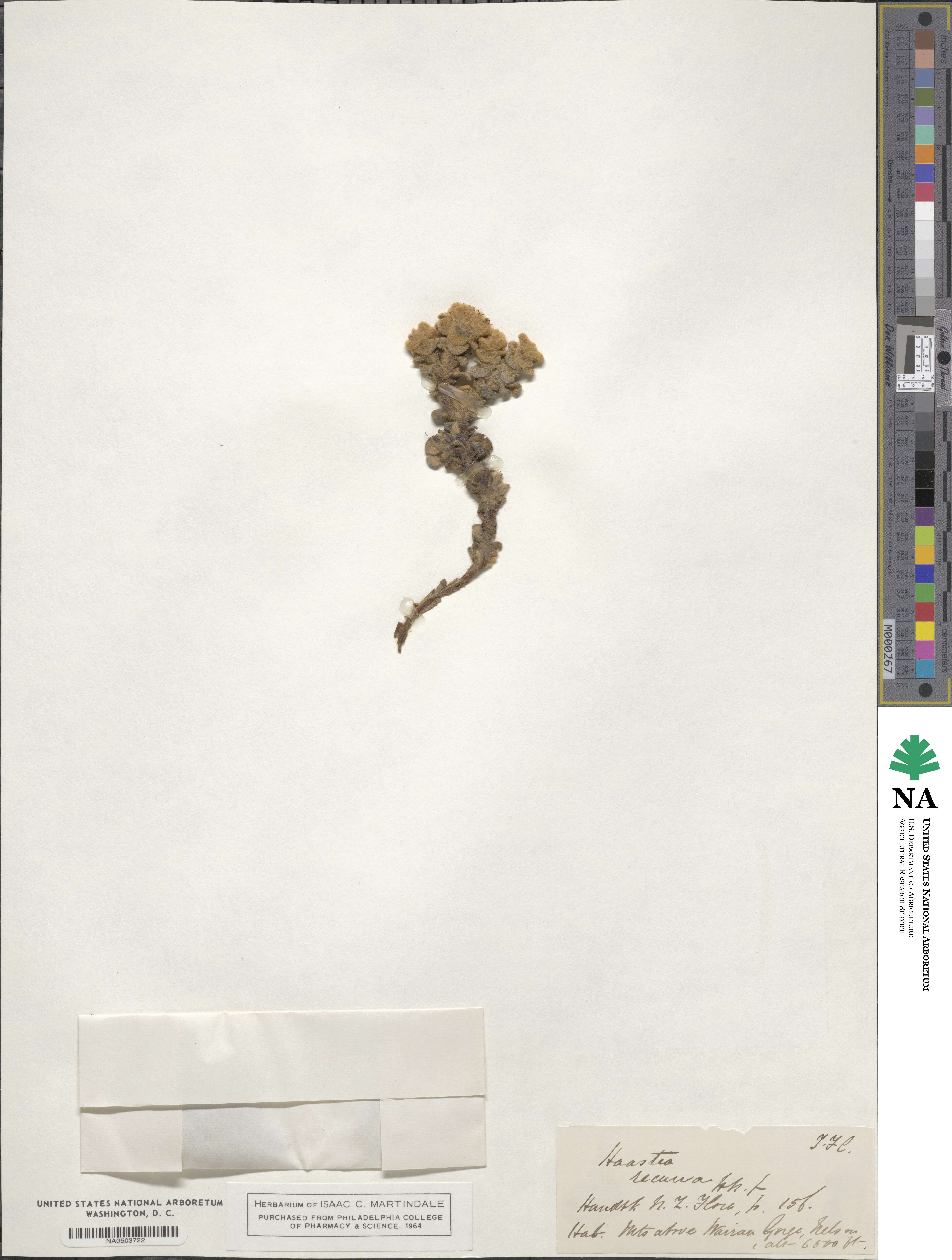 Haastia recurva image