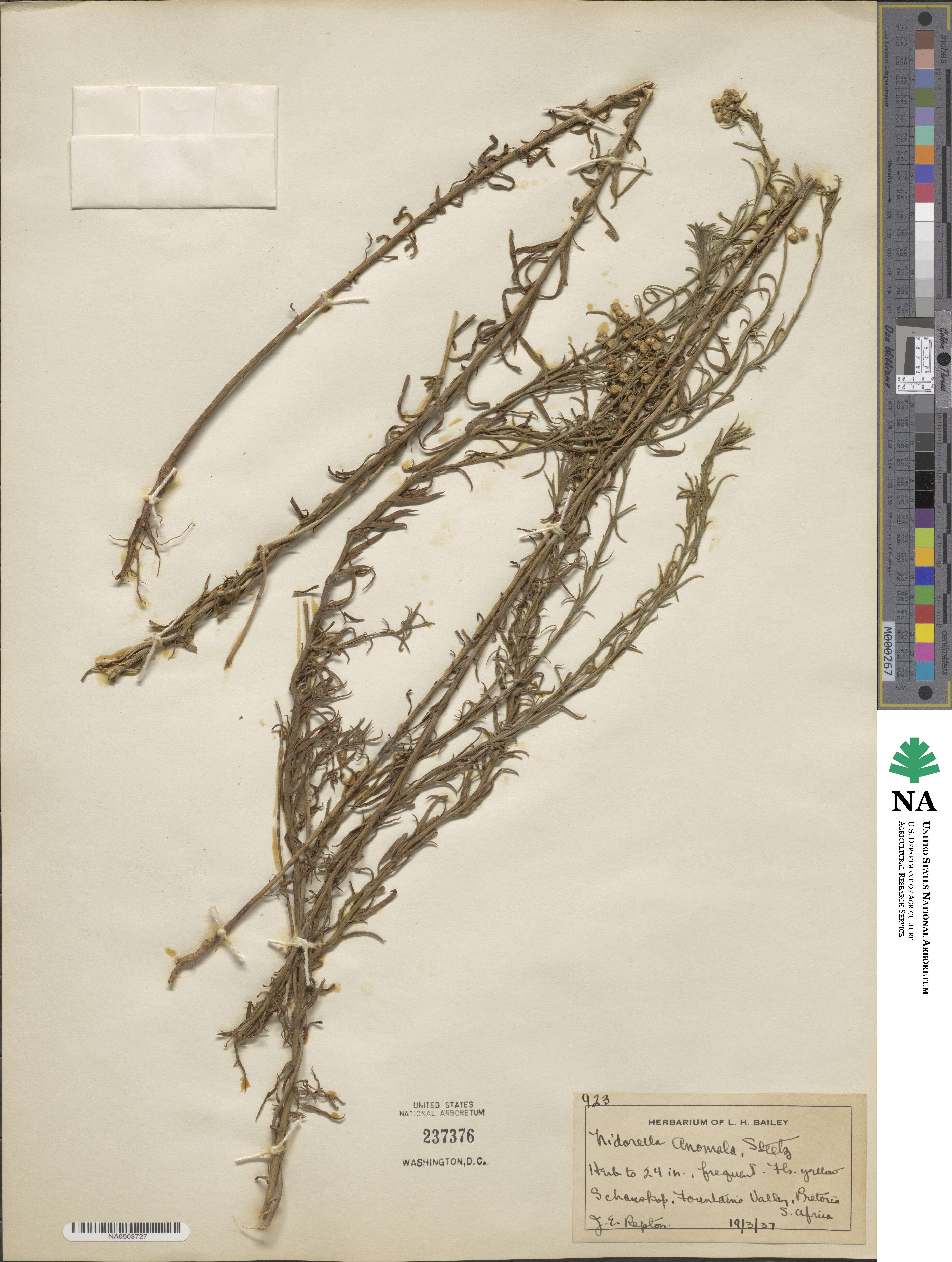 Nidorella anomala image