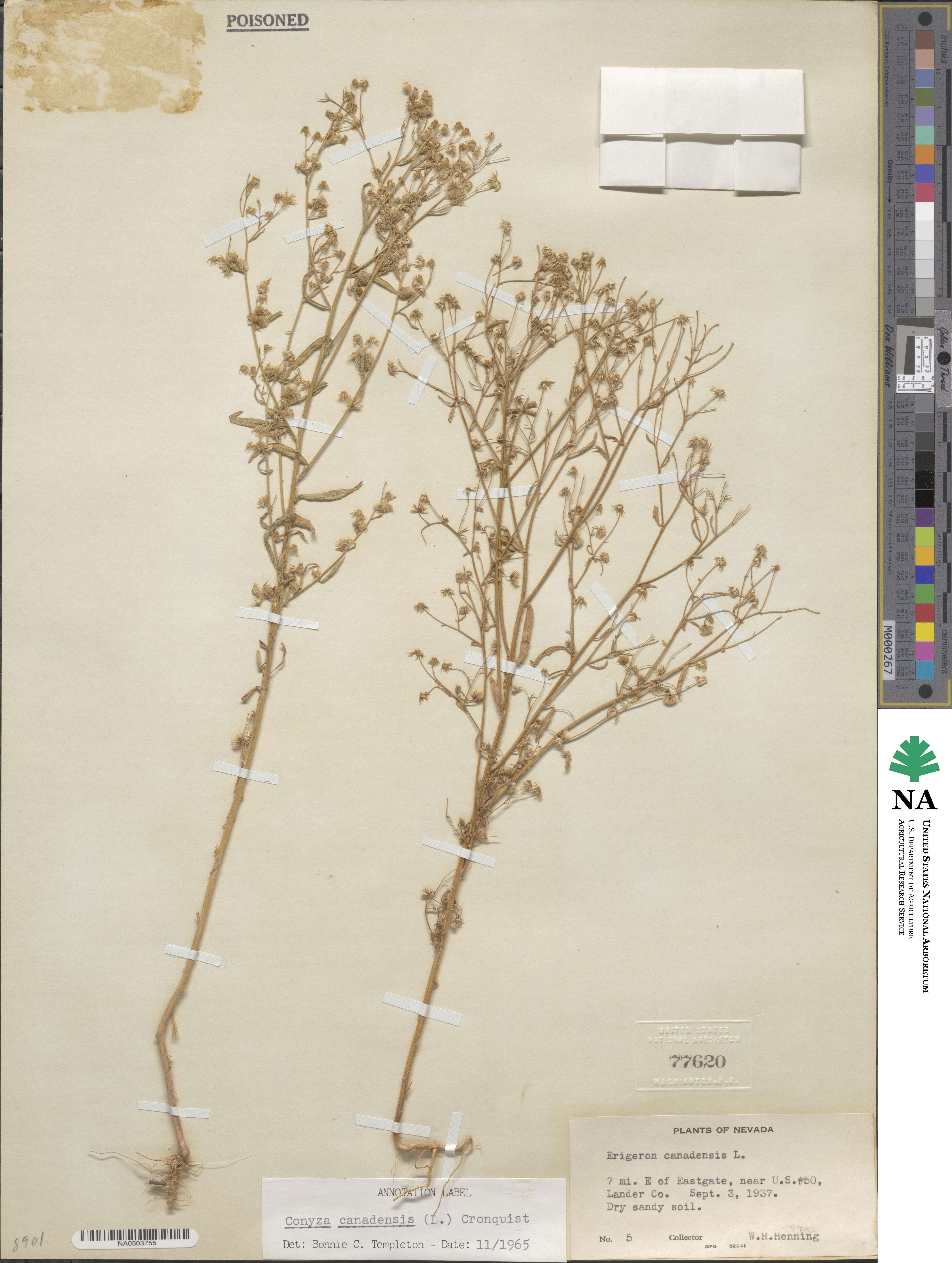 Erigeron canadensis image