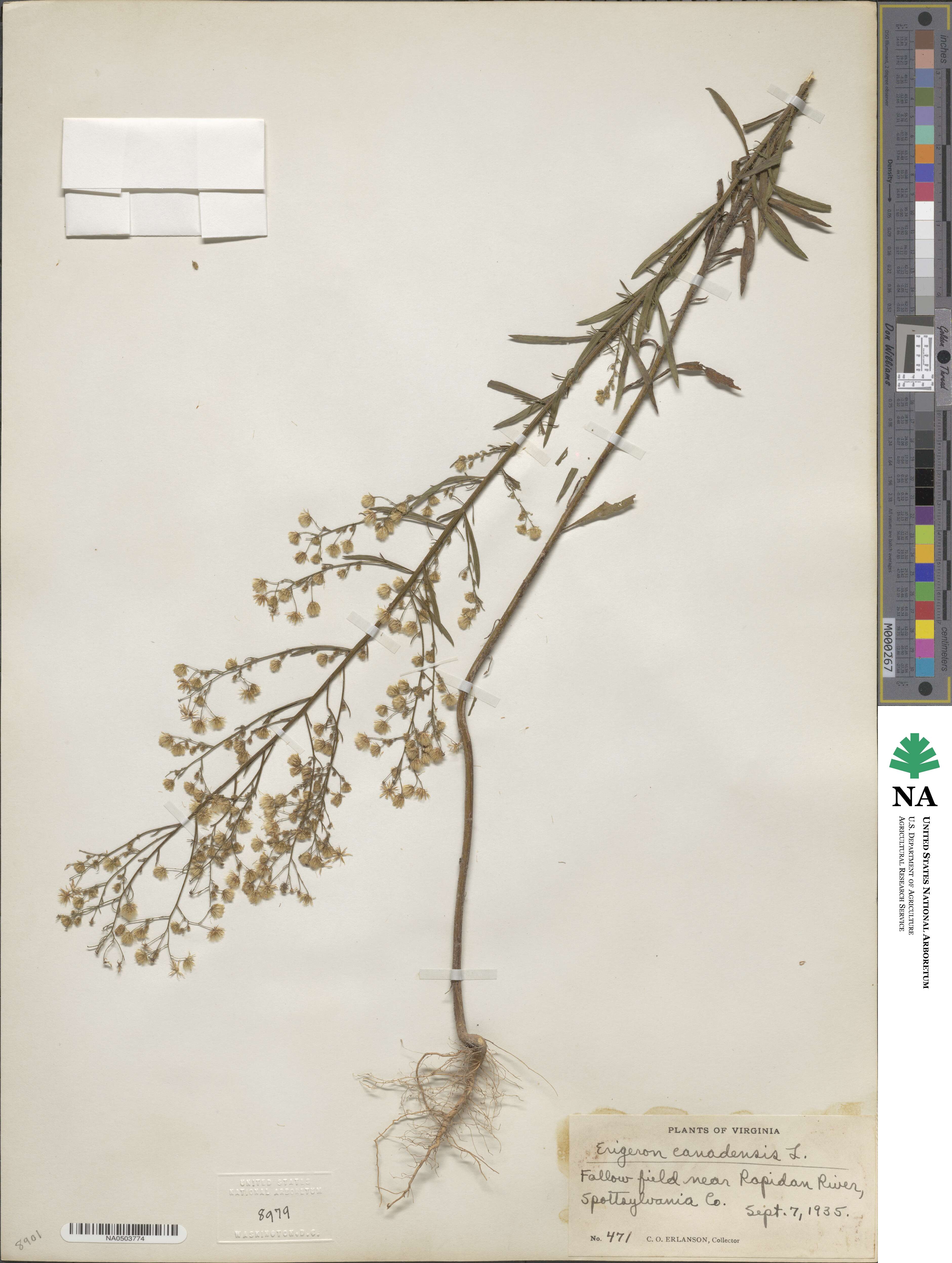Erigeron canadensis image