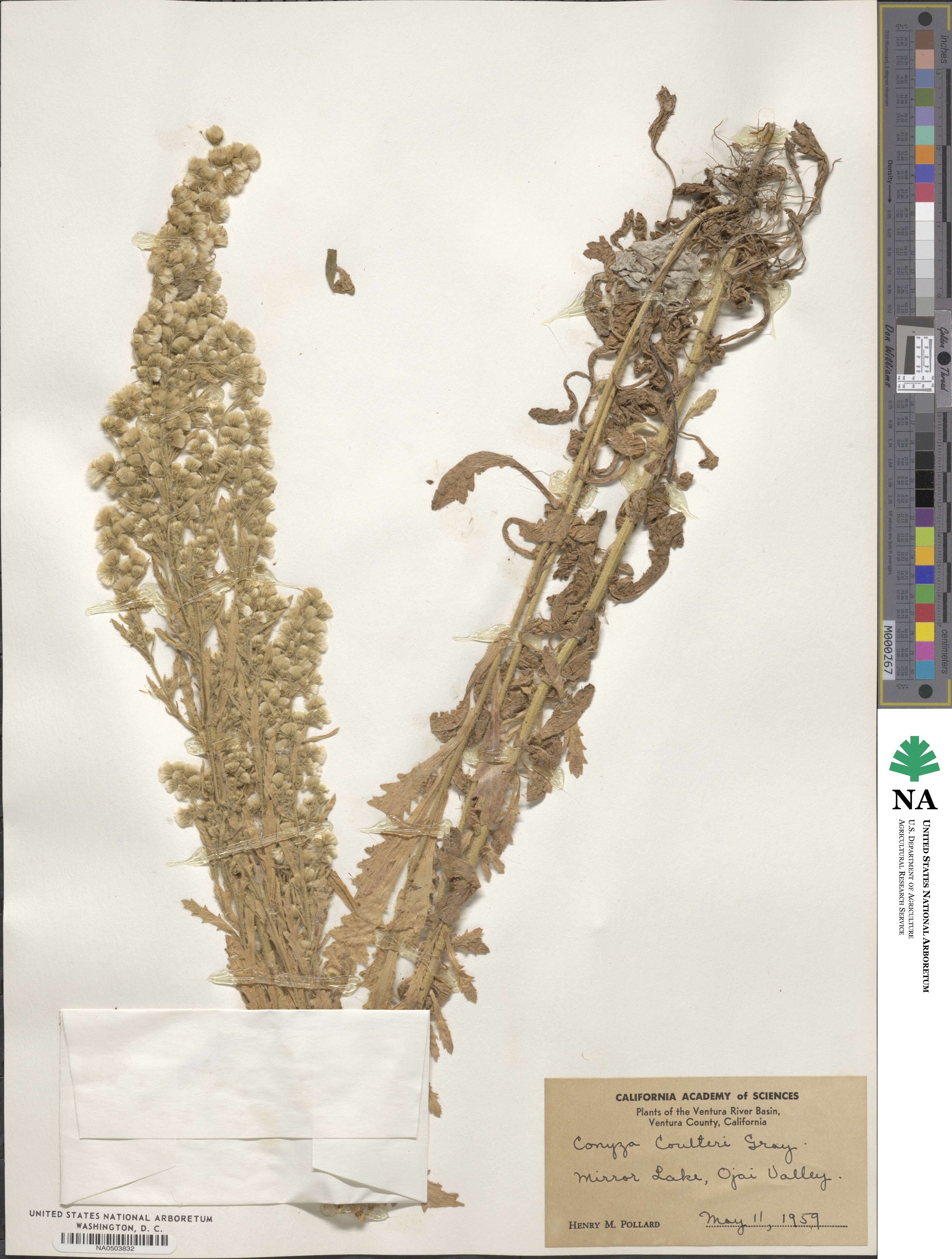 Laennecia coulteri image