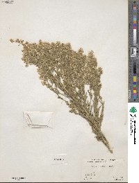 Laennecia coulteri image