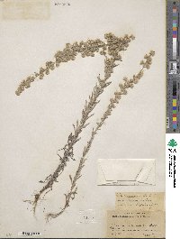 Laennecia filaginoides image