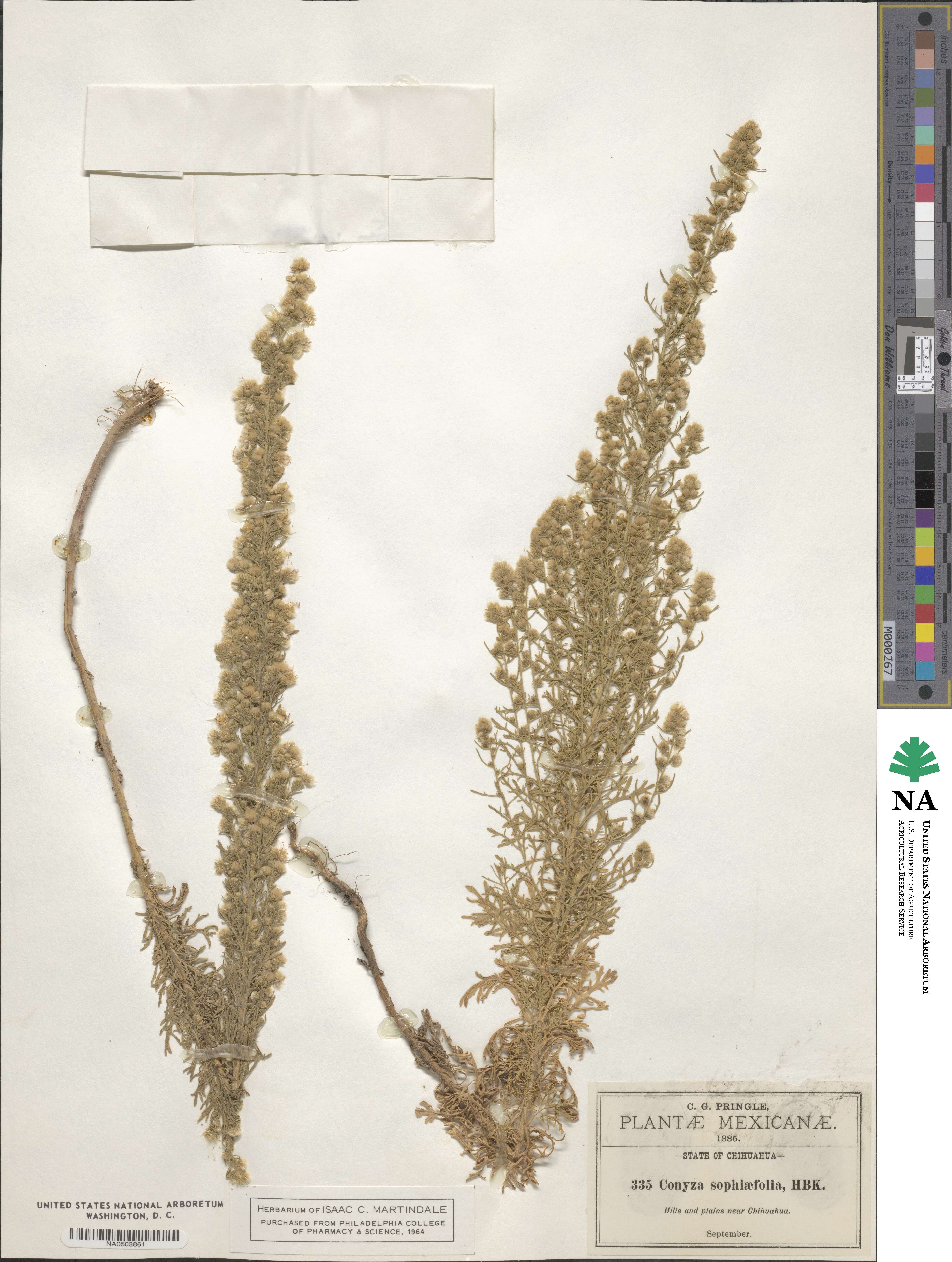 Laennecia sophiifolia image