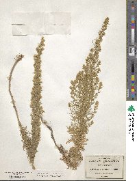 Laennecia sophiifolia image