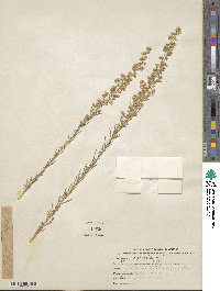 Laennecia sophiifolia image